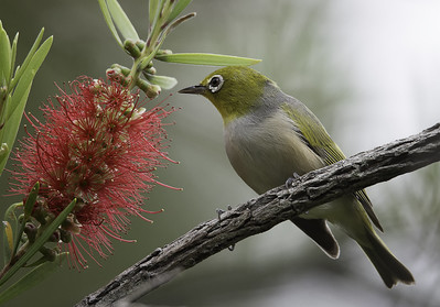 IT Network Support Specialists - Silvereye Solutions